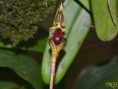 /album/ostatni-orchideje/bulbophyllum-ornatissimum-jpg/